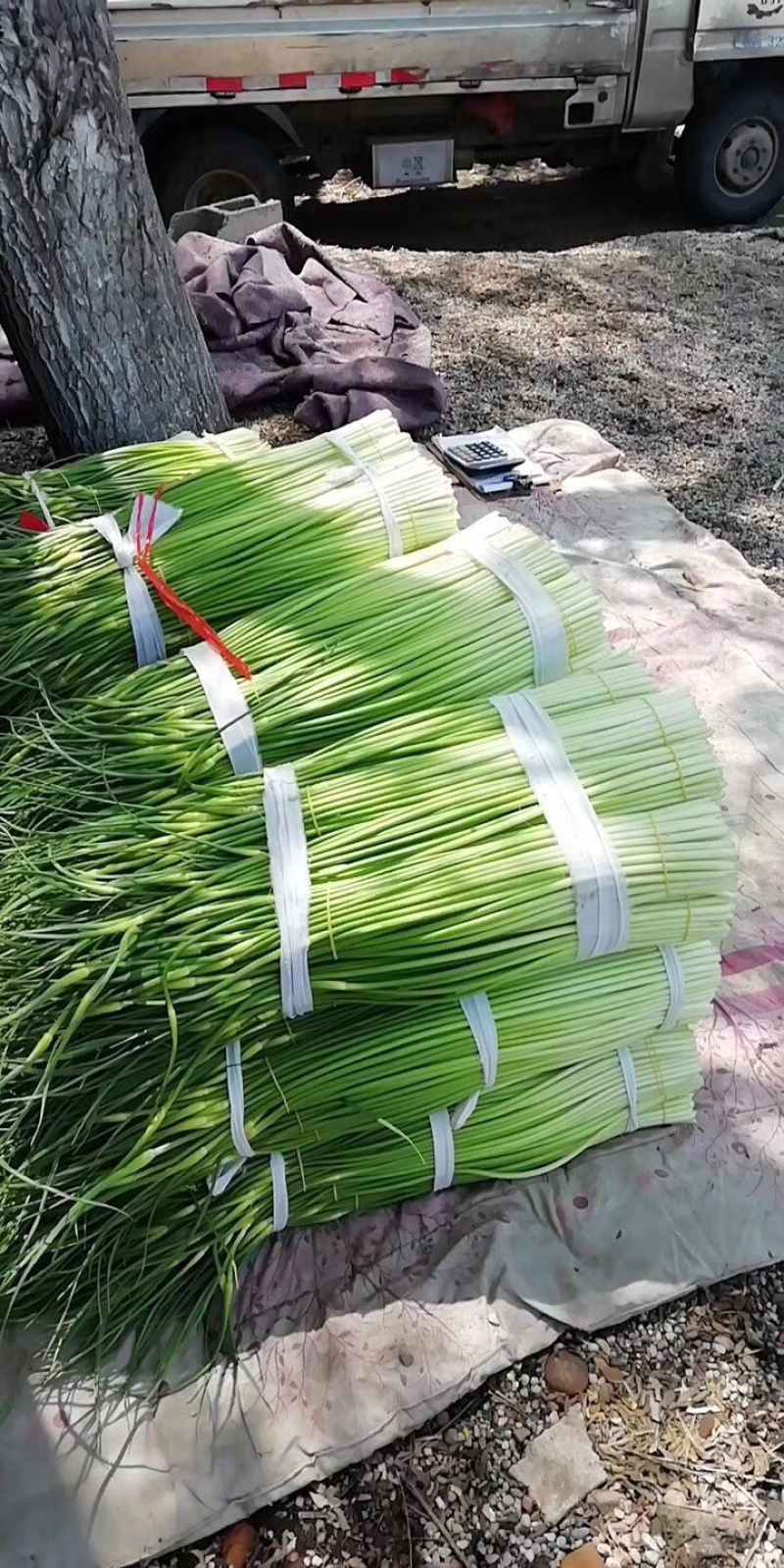 白帽蒜薹