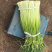 白帽蒜薹