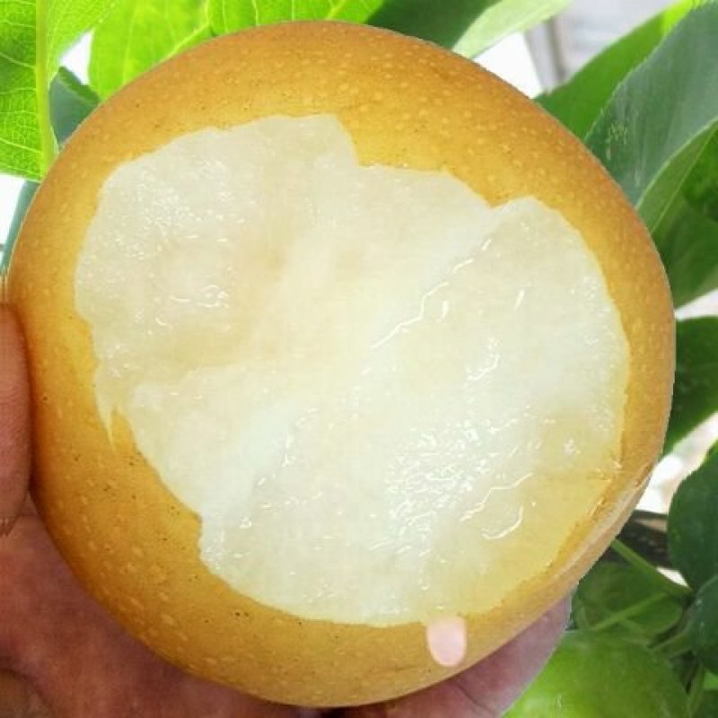 山东烟台莱阳秋月梨非风水梨