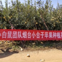 山东烟台莱阳秋月梨非风水梨