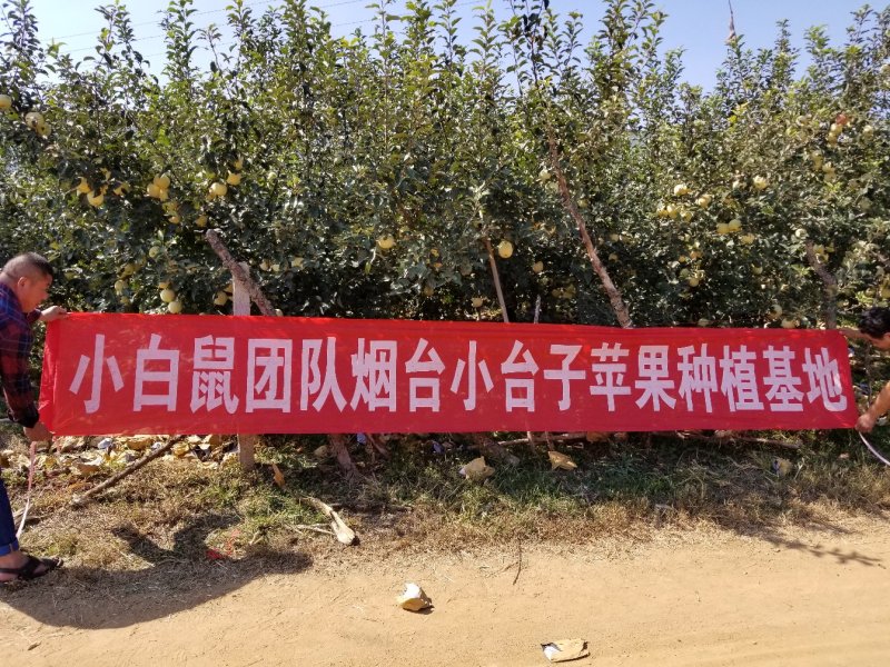 山东烟台莱阳秋月梨非风水梨
