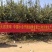 山东烟台莱阳秋月梨非风水梨