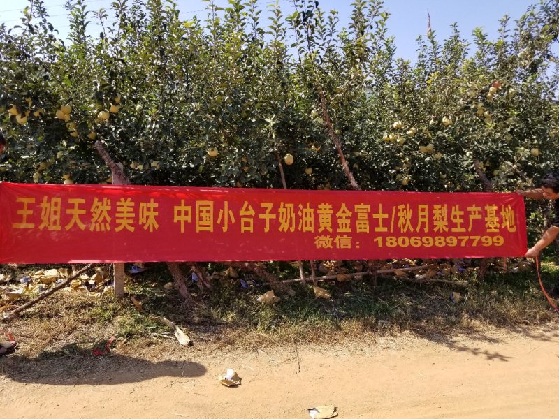 山东烟台莱阳秋月梨非风水梨