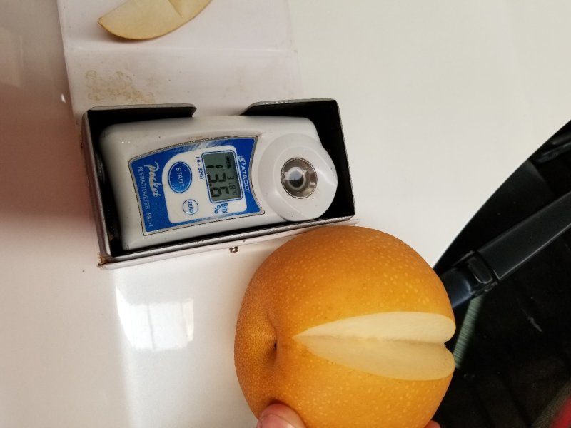 山东烟台莱阳秋月梨非风水梨