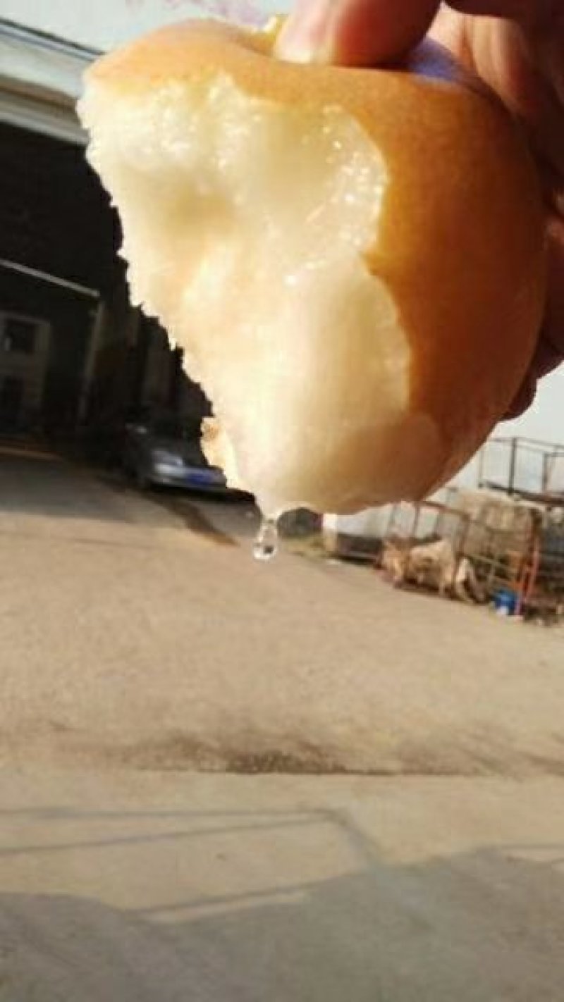山东烟台莱阳秋月梨非风水梨