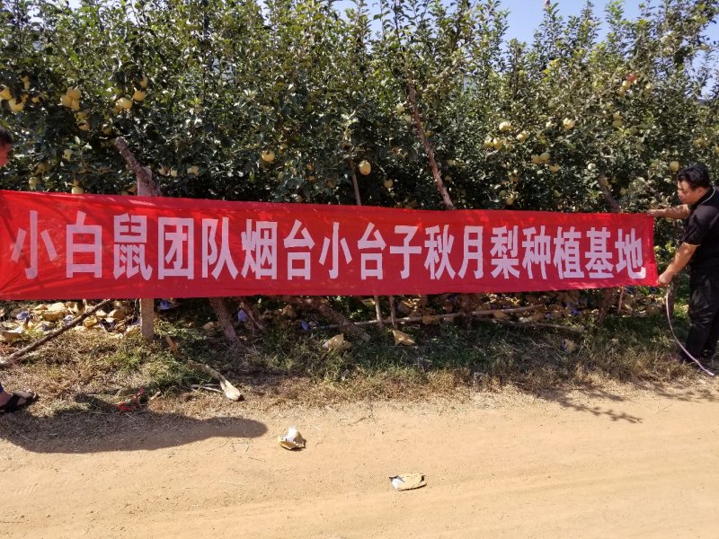 山东烟台莱阳秋月梨非风水梨