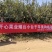 山东烟台莱阳秋月梨非风水梨