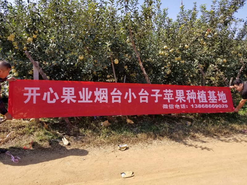 山东烟台莱阳秋月梨非风水梨