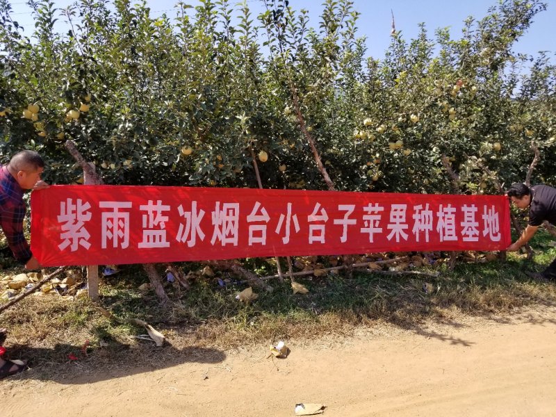 山东烟台莱阳秋月梨非风水梨