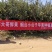山东烟台莱阳秋月梨非风水梨