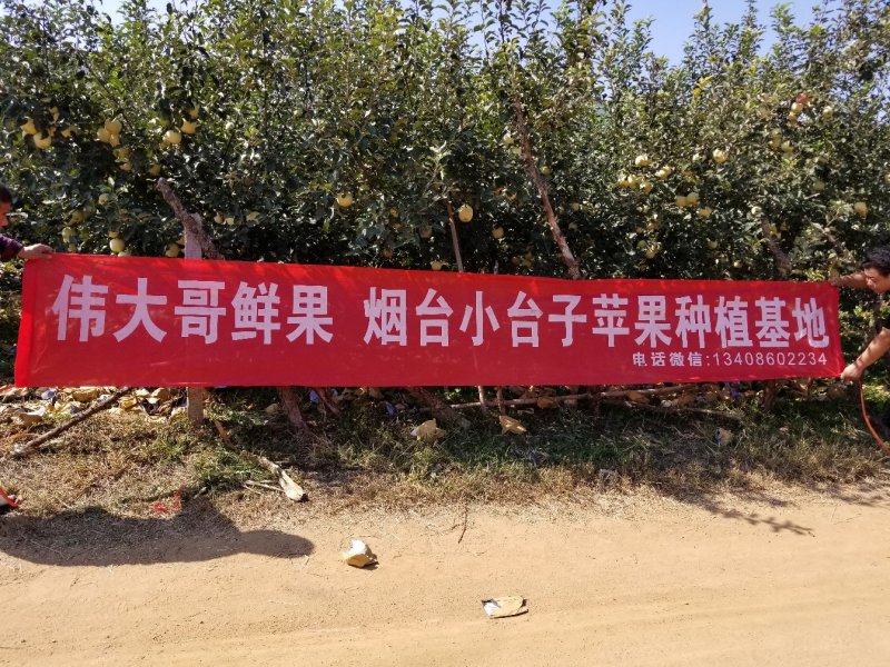 山东烟台莱阳秋月梨非风水梨