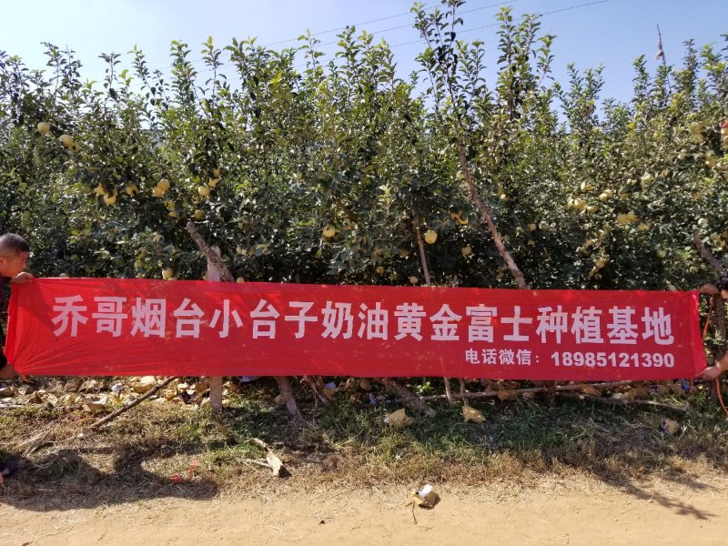 山东烟台莱阳秋月梨非风水梨