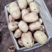云南产丽薯土豆，云田，精品土豆2-4两