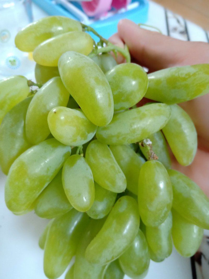 金手指葡萄苗，甜度高，当年上架苗，根系发达，当年结果