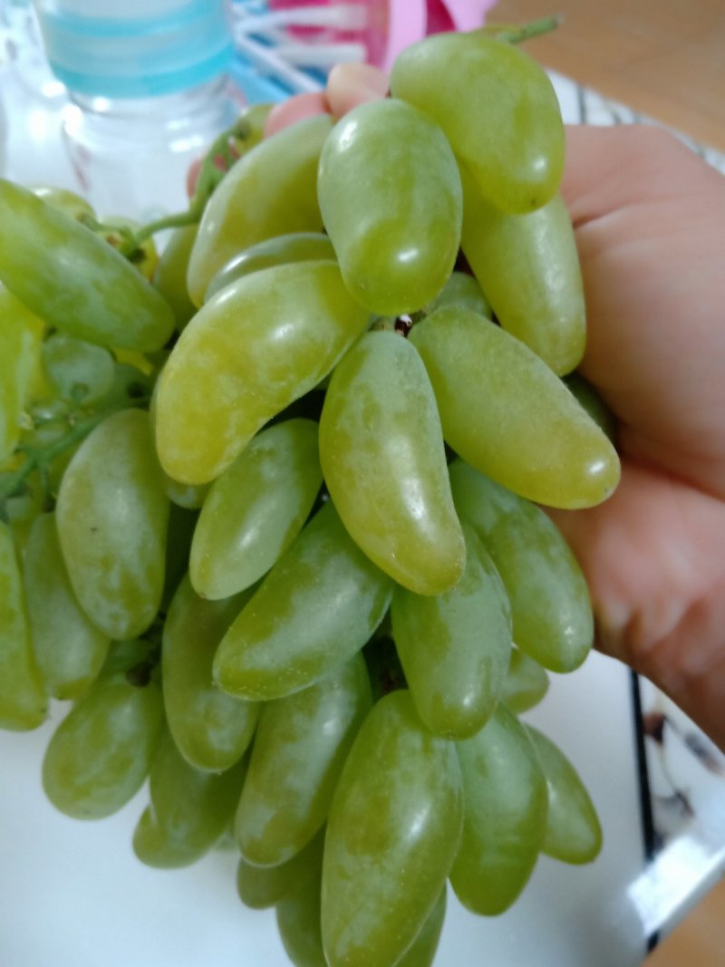 金手指葡萄苗，甜度高，当年上架苗，根系发达，当年结果