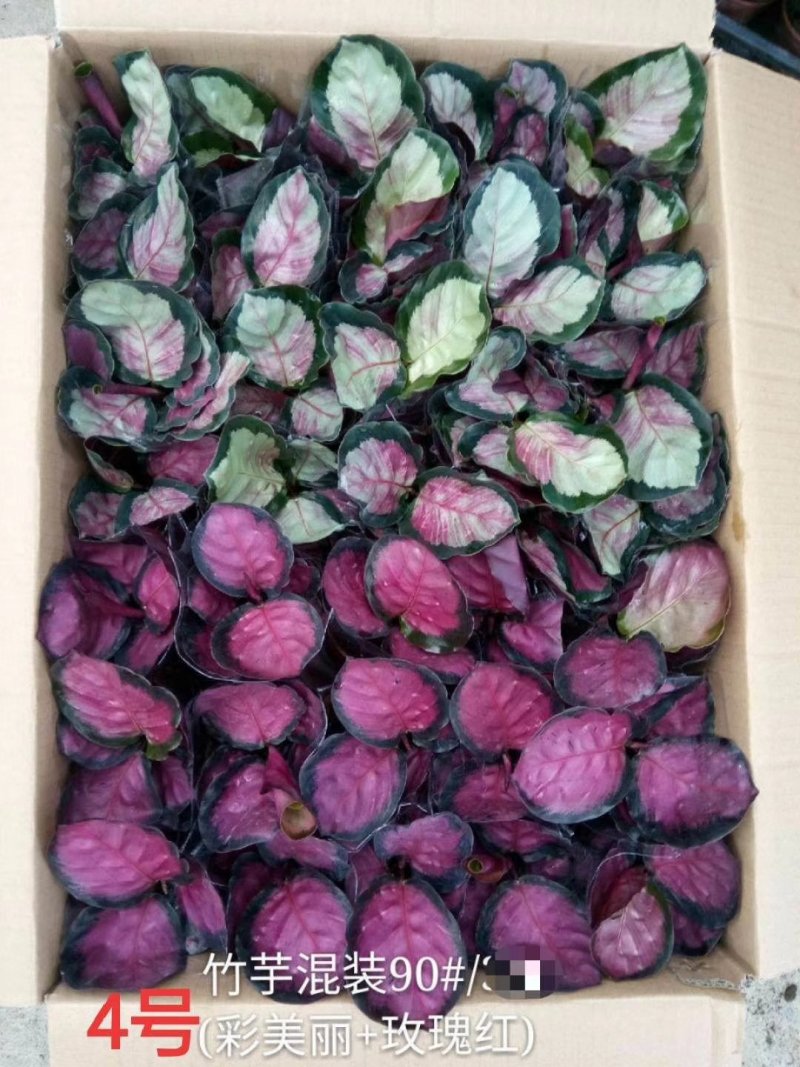 90盆新飞羽竹芋室内观叶植物110/140盆载耐摆放