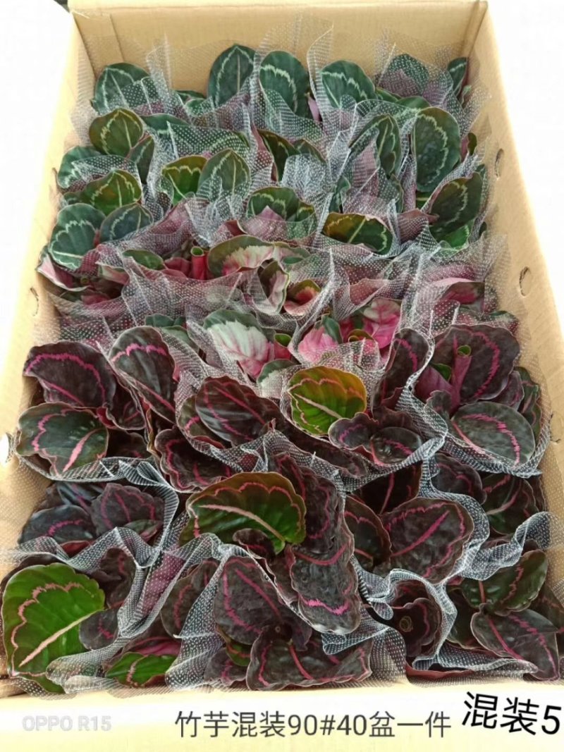 90盆新飞羽竹芋室内观叶植物110/140盆载耐摆放