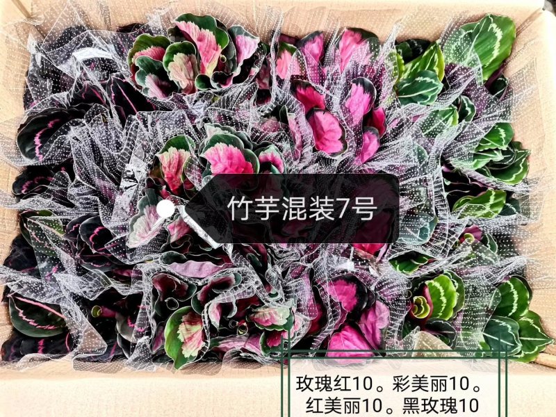 90盆新飞羽竹芋室内观叶植物110/140盆载耐摆放