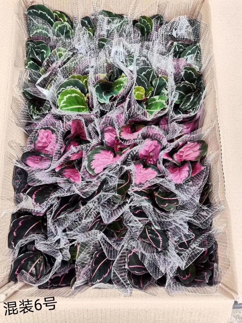 90盆新飞羽竹芋室内观叶植物110/140盆载耐摆放