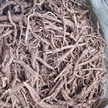 陕西商洛高含量优质黄芩常年大量有货产区直供全国发货