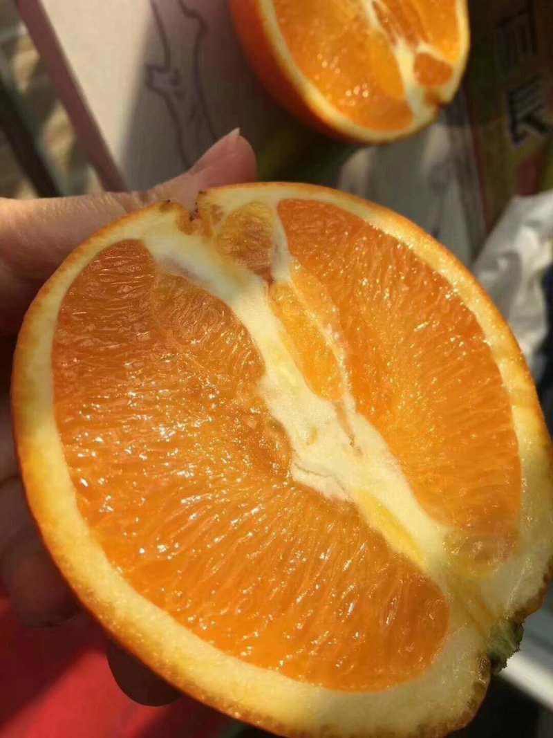【伦晚脐橙】秭归夏橙伦晚脐橙产地大量供应看货采摘保质保量