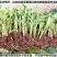 包邮正品【广西灵山威廉斯B6香蕉粉蕉】营养杯苗/直销