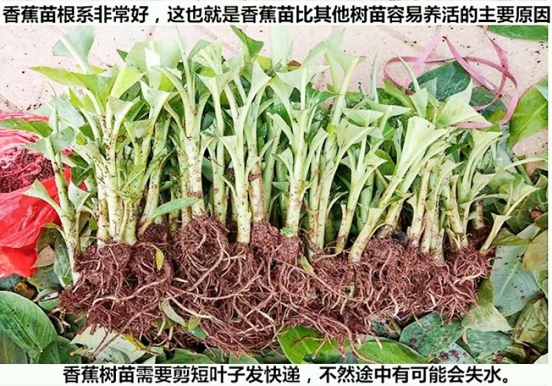 包邮正品【广西灵山威廉斯B6香蕉粉蕉】营养杯苗/直销