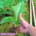 包邮正品【广西灵山威廉斯B6香蕉粉蕉】营养杯苗/直销