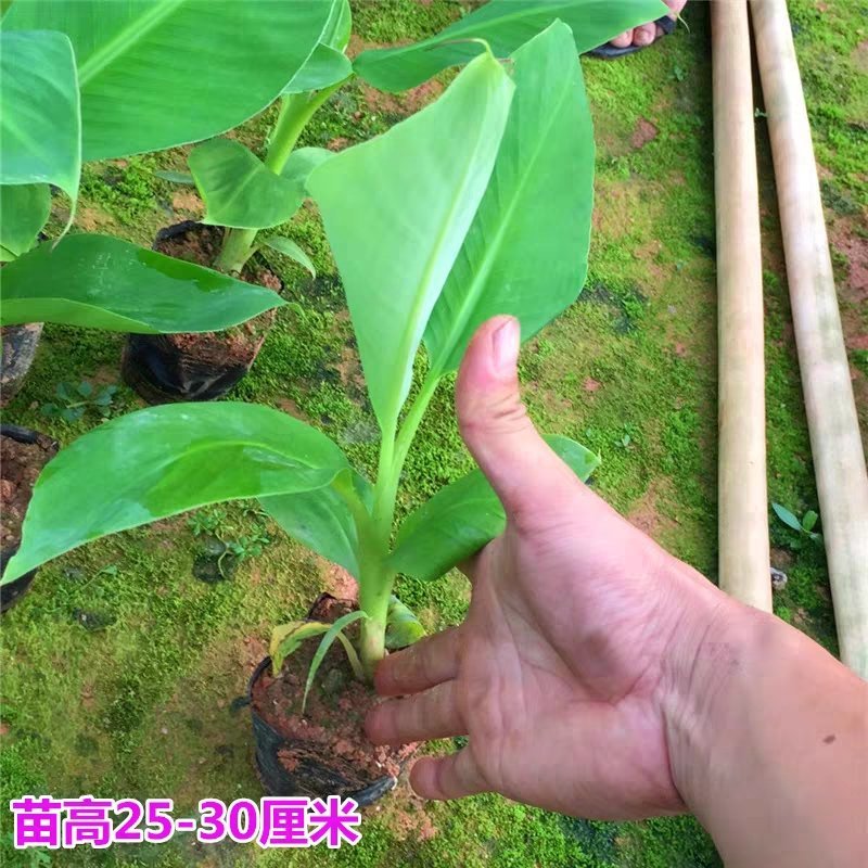 包邮正品【广西灵山威廉斯B6香蕉粉蕉】营养杯苗/直销
