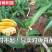 包邮正品【广西灵山威廉斯B6香蕉粉蕉】营养杯苗/直销
