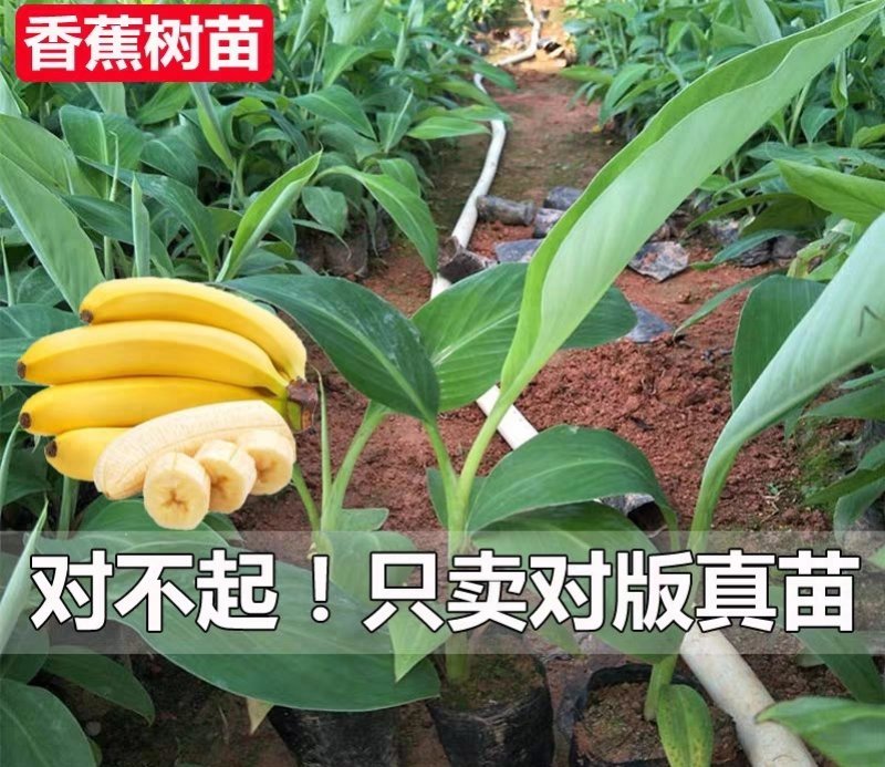 包邮正品【广西灵山威廉斯B6香蕉粉蕉】营养杯苗/直销