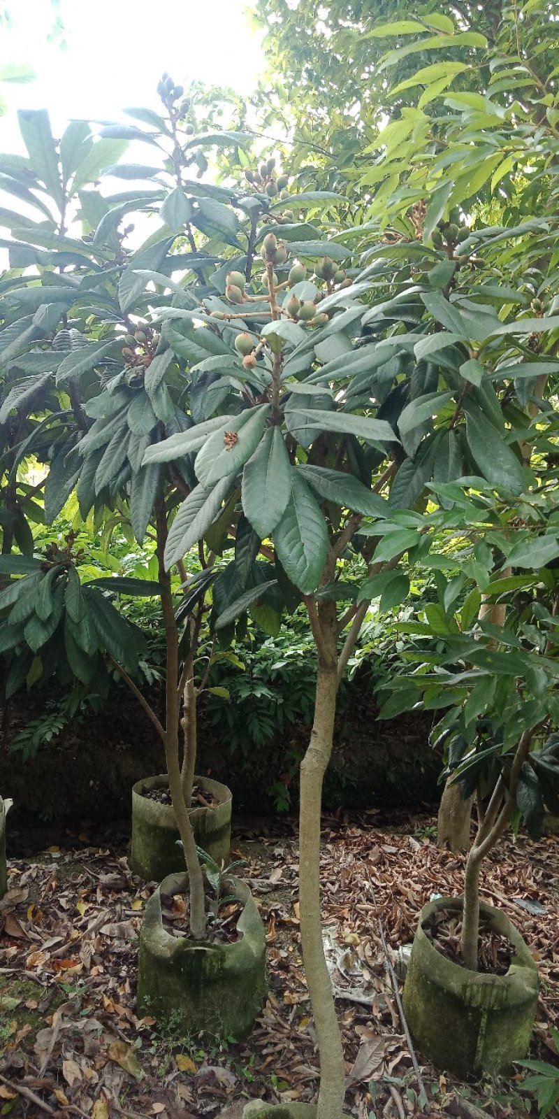 各种规格营养杯苗。枇杷苗