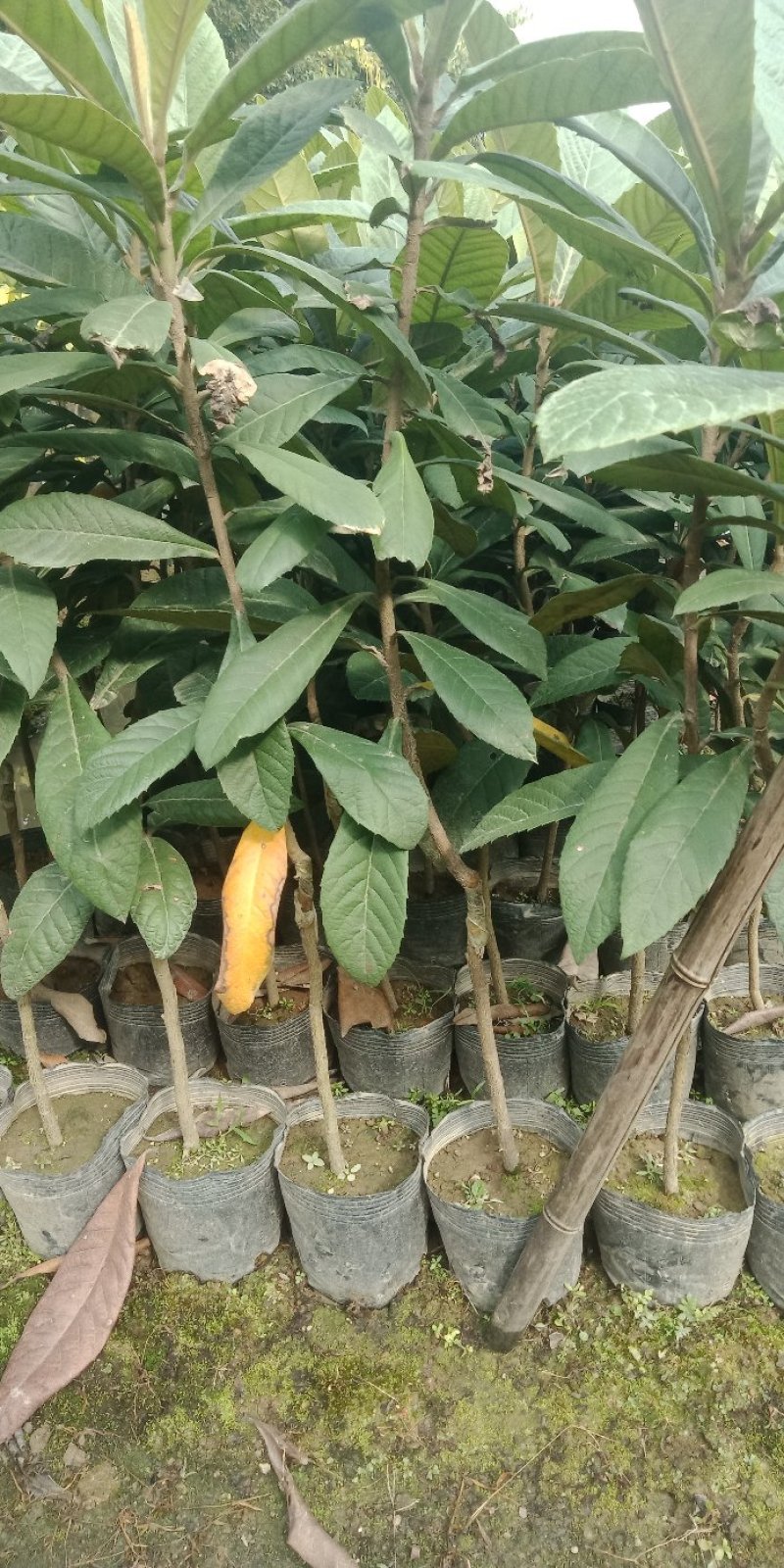 各种规格营养杯苗。枇杷苗