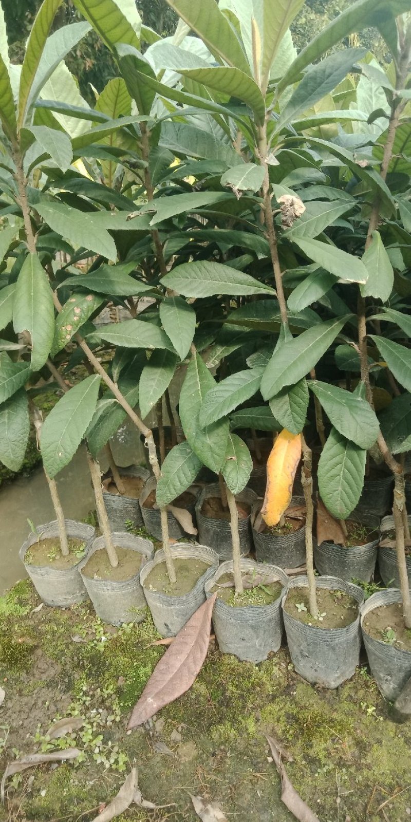 各种规格营养杯苗。枇杷苗