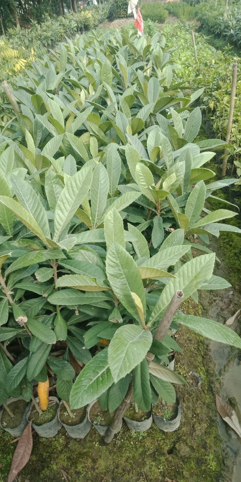 各种规格营养杯苗。枇杷苗