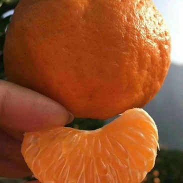 湖北宜昌春碰产地大量供应，保质保量！看货采摘！汁多味甜