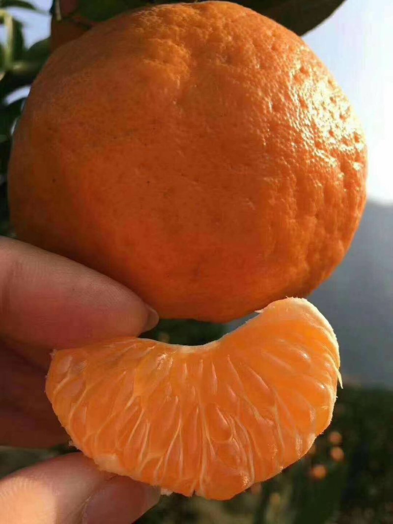 湖北宜昌春碰产地大量供应，保质保量！看货采摘！汁多味甜