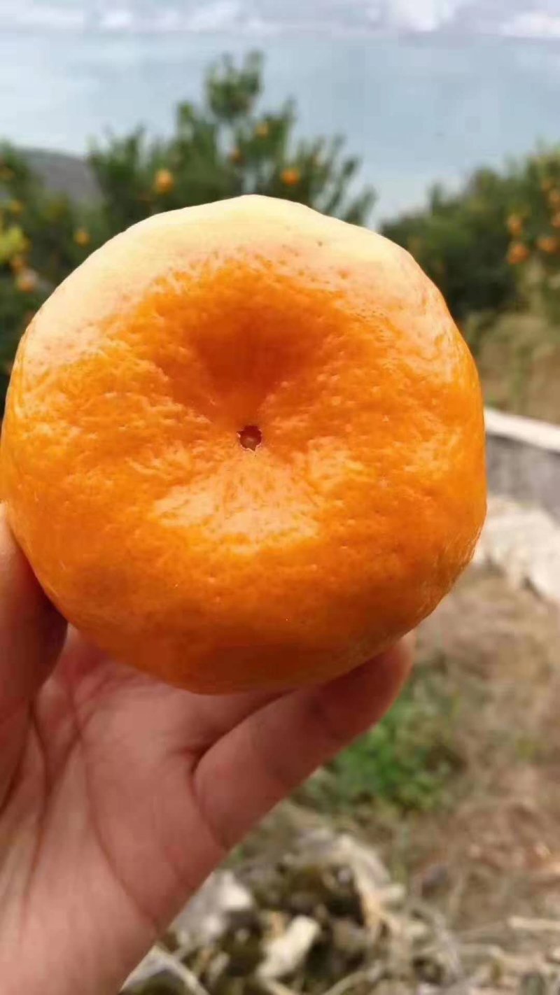 湖北宜昌春碰产地大量供应，保质保量！看货采摘！汁多味甜