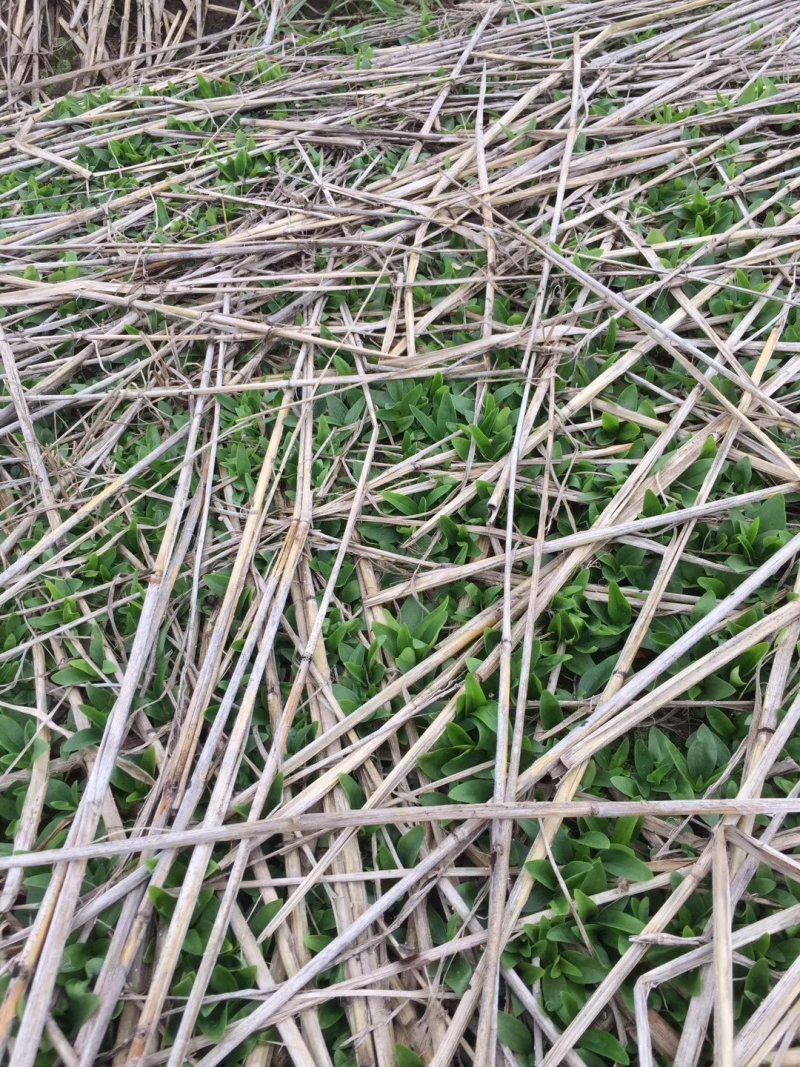 北龙胆草清原龙胆草水洗烘干干货药典品品种纯正