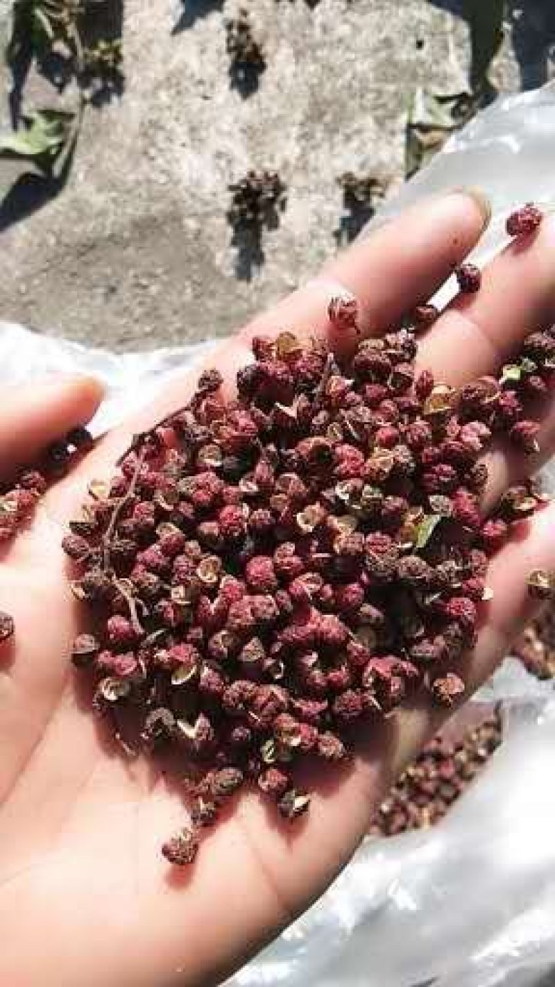 自家种植麻香味青（红）椒