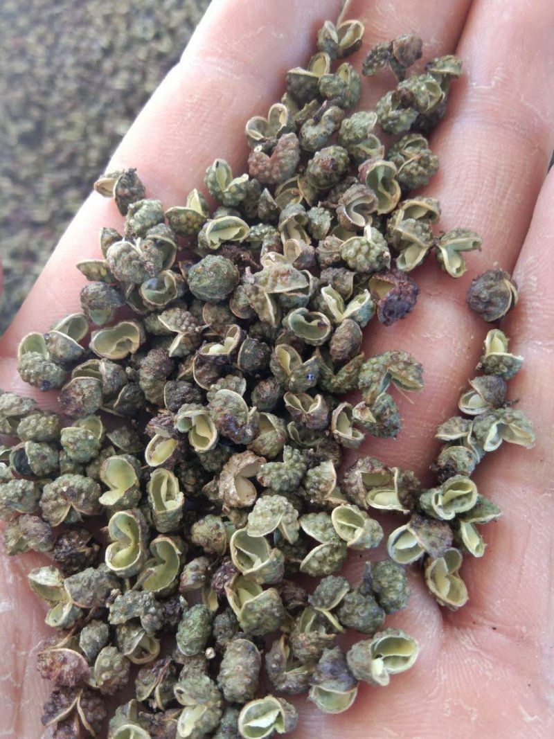 自家种植麻香味青（红）椒