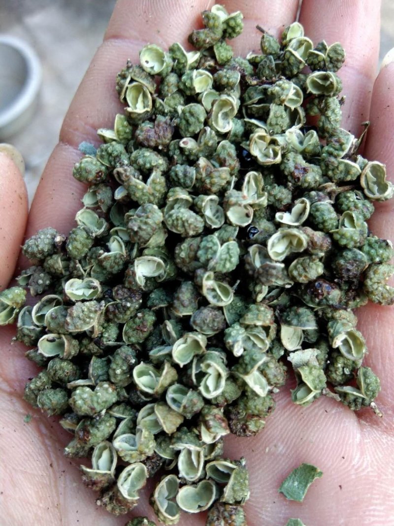 自家种植麻香味青（红）椒