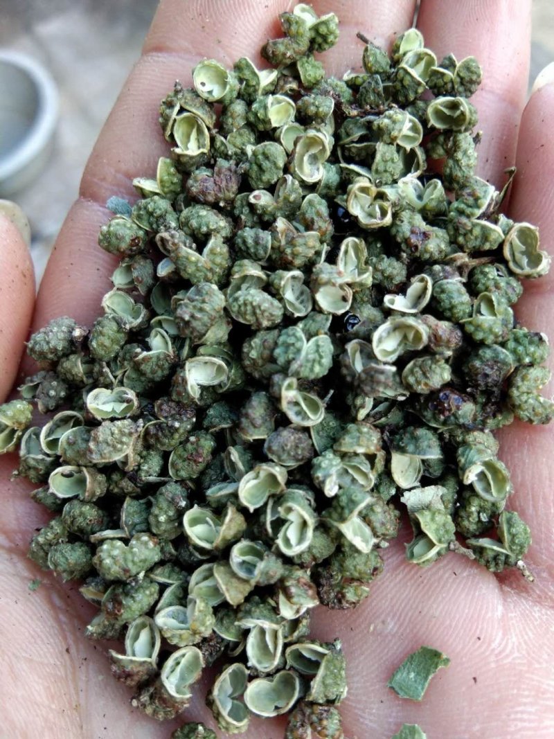 自家种植麻香味青（红）椒