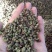 自家种植麻香味青（红）椒