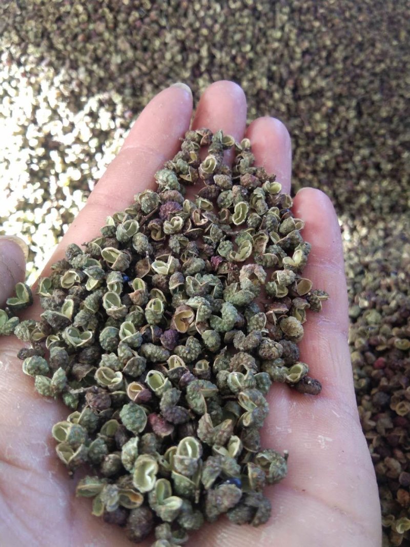 自家种植麻香味青（红）椒