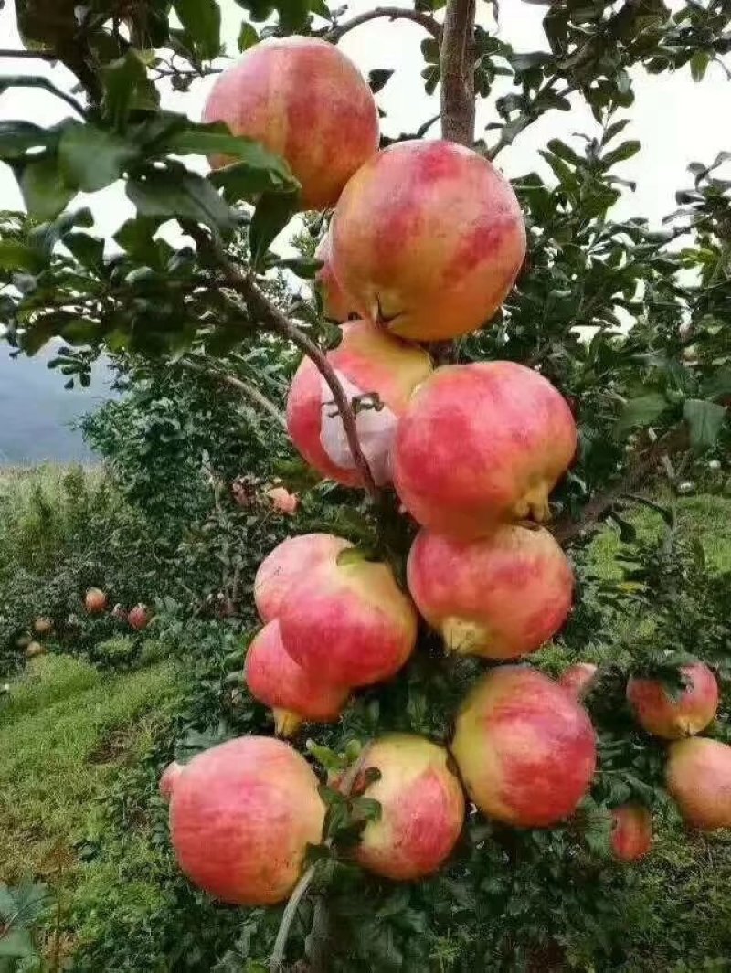 会理软（硬）籽石榴种植业园