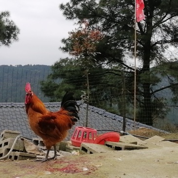 高山散养土鸡