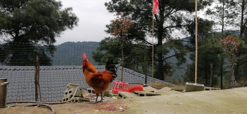 高山散养土鸡