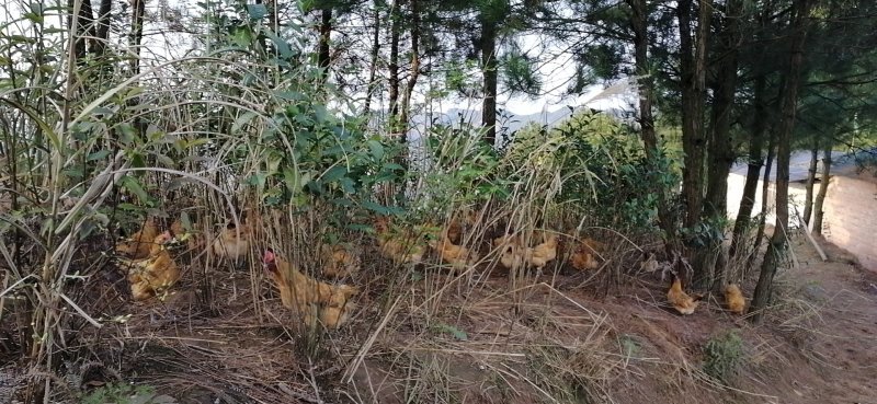 高山散养土鸡