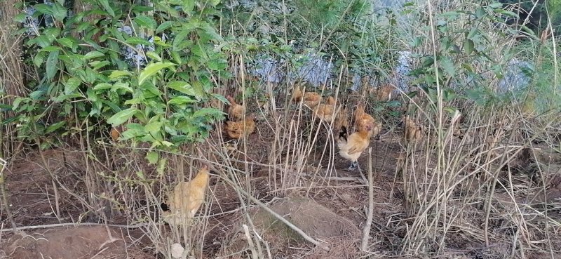 高山散养土鸡